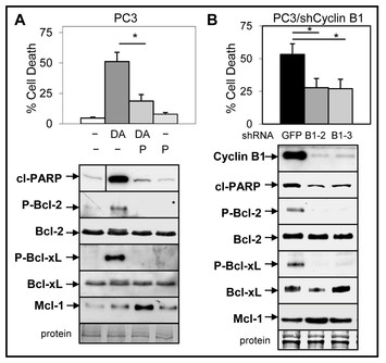 ABT-737, A Small Molecule Bcl-2/Bcl-xL Antagonist, Increases ...