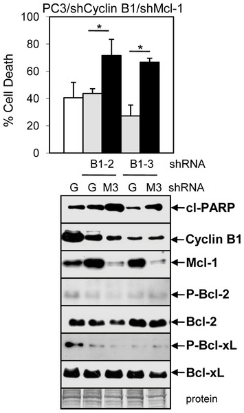 ABT-737 enhancement of Doc-mediated apoptosis is more dependent on the ability of cyclin B1/Cdk1 to decrease Mcl-1 than to phosphorylate Bcl-2/Bcl-xL.