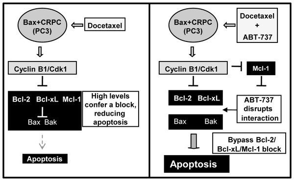 Schematic of how ABT-737 can sensitize Bax+ CRPC cells to Doc.