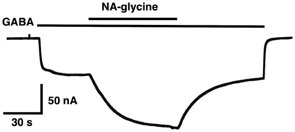 Time course of the potentiation by NA-glycine.