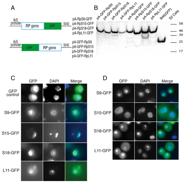 Expression of GFP-tagged RPs in S2 cells.