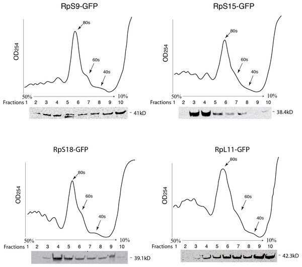 GFP-tagged RPs are present in ribosomal fractions.