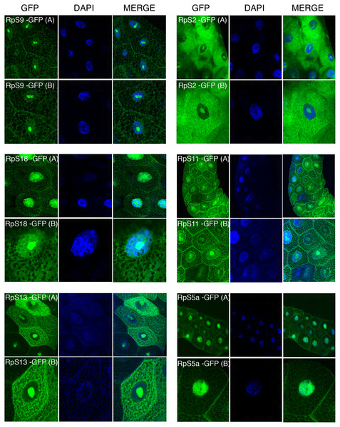 Sub-cellular localization of GFP tagged 40S RPs in salivary glands.