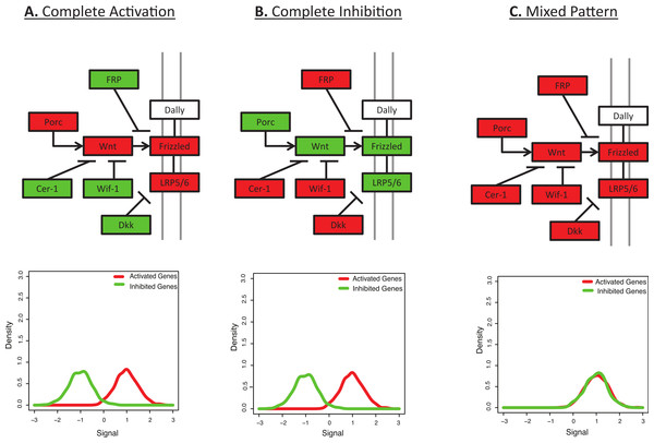 Many pathways are characterized by a mix of activation and inhibition.