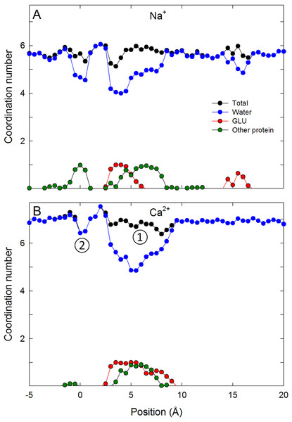 Coordination numbers of ions in the channel.