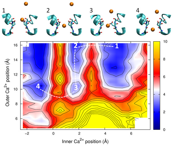 Potential of mean force for two calcium ions in the channel.