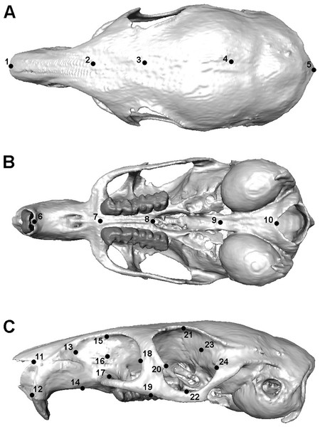 Landmarks used in GMM analysis of skull deformations.