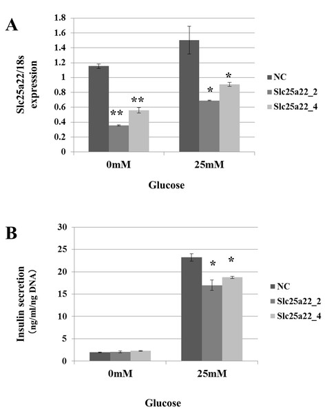 SiRNAs for Slc25a22 inhibits glucose-induced insulin secretion in the MIN6 islet β-cell line.
