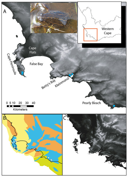 Xenopus gilli sites in the southwest of South Africa.