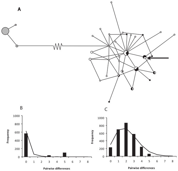 A network of ND2 haplotypes for Xenopus gilli populations.