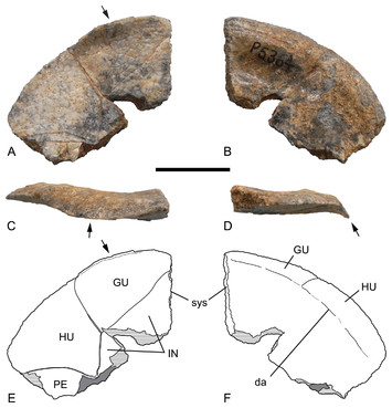 A new species of long-necked turtle (Pleurodira: Chelidae: Chelodina ...