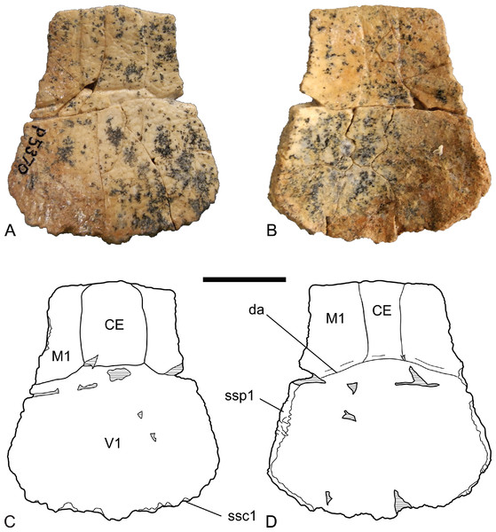 Chelodina (Chelodina) murrayi sp. nov., nuchal bone, NTM P5370.