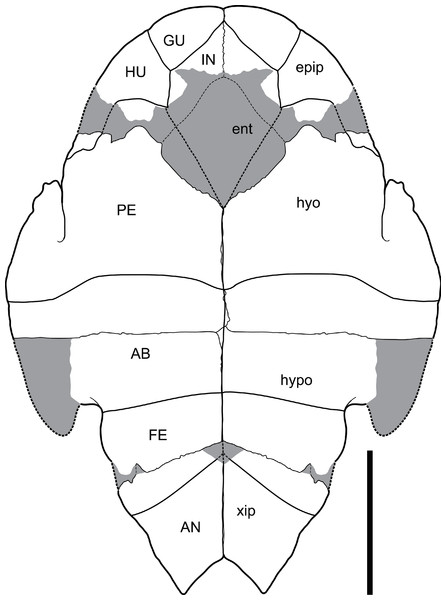 Chelodina (Chelodina) murrayi sp. nov., reconstruction of plastron in ventral view.