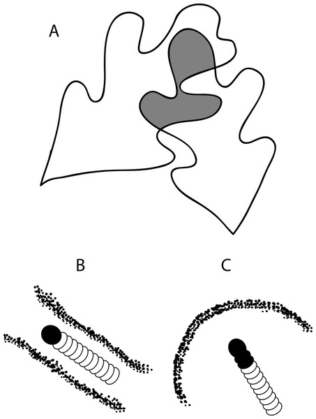 Drawing of (A) a leaf tie that shows two overlapping white oak leaves and the characteristic shelter shapes made by (B) Psilocorsis cryptolechiella/reflexella and (C) Psilocorsis quercicella.