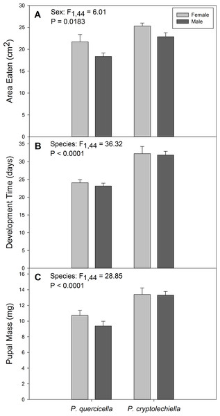 Development metrics of Psilocorsis cryptolechiella and P. quercicella caterpillars.