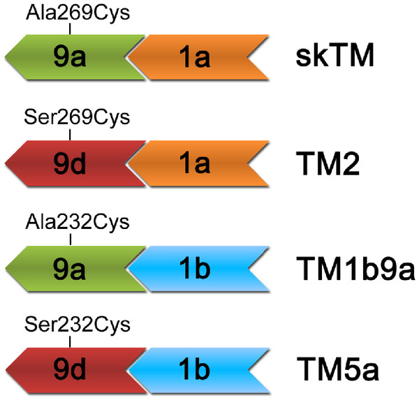 Schematic illustration of the types of end-to-end junctions present in TM isoforms used in this work.