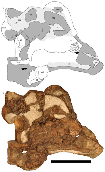 Left half of skull of Parasaurolophus sp., RAM 14000, in medial view.