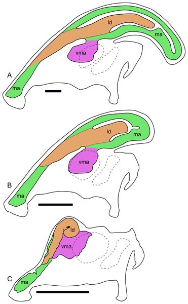 Ontogenetic changes in the nasal passages and crest of Parasaurolophus.