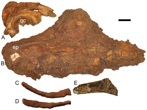 Disarticulated skull elements of Parasaurolophus sp., RAM 14000.