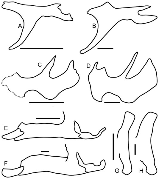 Ontogenetic changes in selected cranial elements of Parasaurolophus.