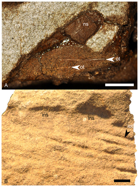 Ossified tendons of Parasaurolophus sp., RAM 14000.