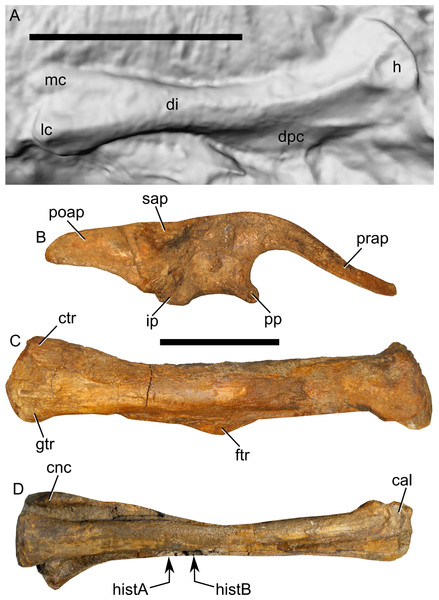 Major limb bones from the right side of Parasaurolophus sp., RAM 14000, in lateral view.