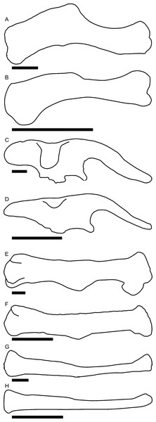 Comparisons of selected postcranial elements in adult (A, C, E, G) and juvenile (B, D, F, H) Parasaurolophus.