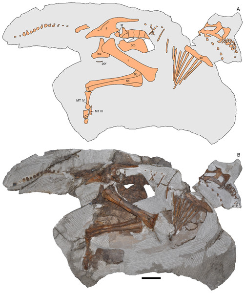 Skeleton of Parasaurolophus sp., RAM 14000, in right lateral view.