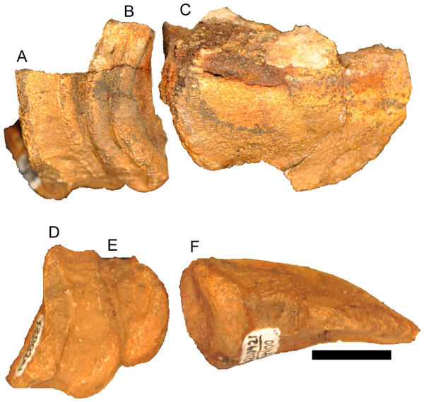 Phalanges of right pedal digit III of Parasaurolophus sp., RAM 14000.
