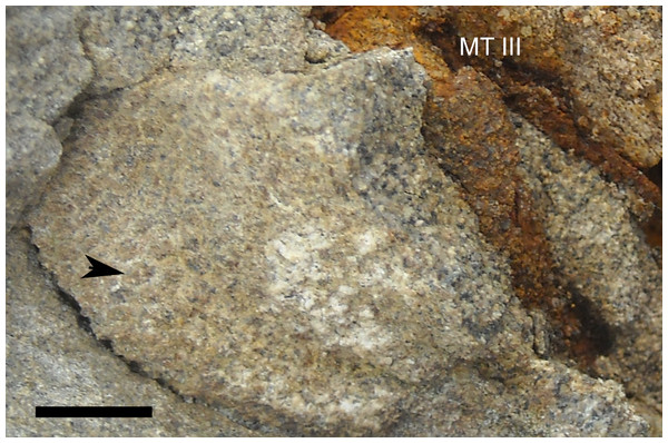 Skin impressions of Parasaurolophus sp., RAM 14000, from plantar surface of right pedal digit III.