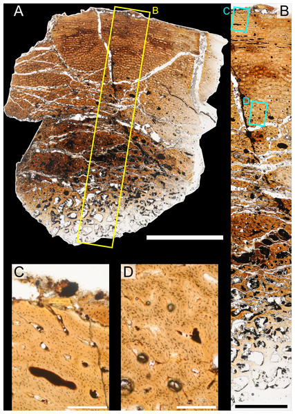 Bone microstructure of juvenile Parasaurolophus tibia in regular transmitted light (RAM 14000, histological sample B, near mid-diaphysis; see Fig. 18D for position of sample).