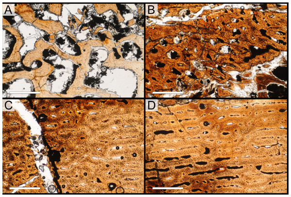 Bone microstructure of juvenile Parasaurolophus tibia in regular transmitted light (RAM 14000, histological sample B, cross-section near mid-diaphysis; see Fig. 18D for position of sample).