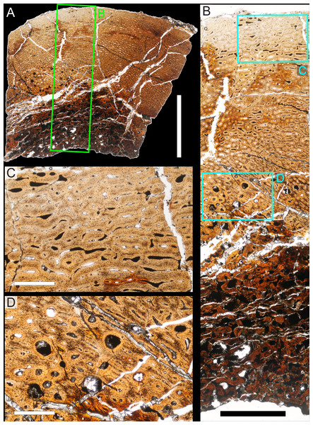 Bone microstructure of juvenile Parasaurolophus tibia in regular transmitted light (RAM 14000, histological sample A, through proximal portion of diaphysis; see Fig. 18D for position of sample).