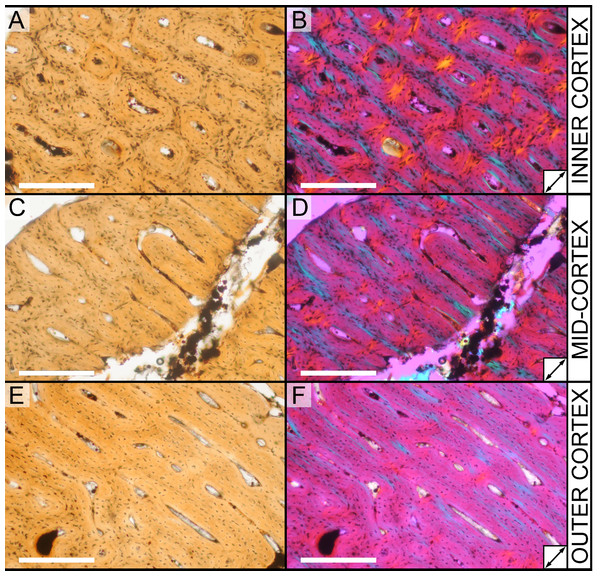 Histological variation in the cortex of juvenile Parasaurolophus tibia in regular transmitted light (A, C, E) and elliptically polarized (B, D, F) light (RAM 14000, sample A).