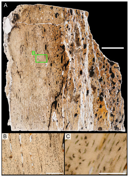 Bone microstructure of juvenile Parasaurolophus tibia in regular transmitted light (RAM 14000, sample A; proximal portion of diaphysis).