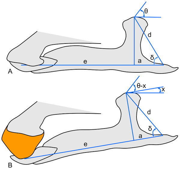 Schematic of the hadrosaur jaw system, showing the effects of a rhamphotheca on bite mechanics.