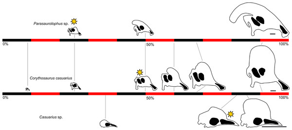 Cranial growth series for Parasaurolophus, Corythosaurus, and Casuarius, showing changes in bony ornamentation relative to maximum reported skull length for each taxon.