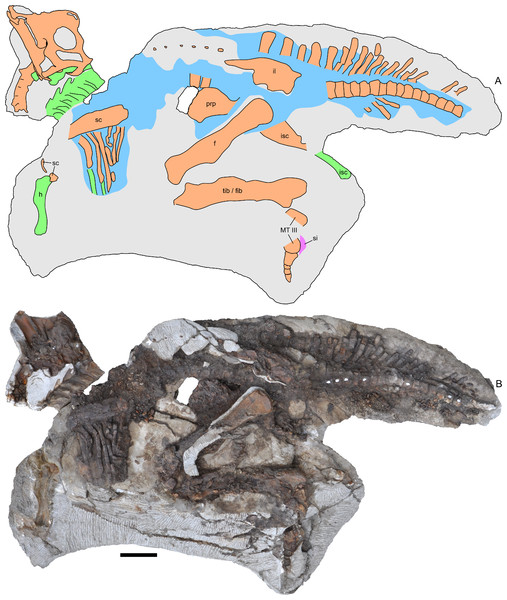 Skeleton of Parasaurolophus sp., RAM 14000, in left lateral view.