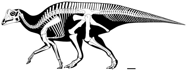 Reconstructed skeleton of juvenile Parasaurolophus sp., in left lateral view, based on RAM 14000.