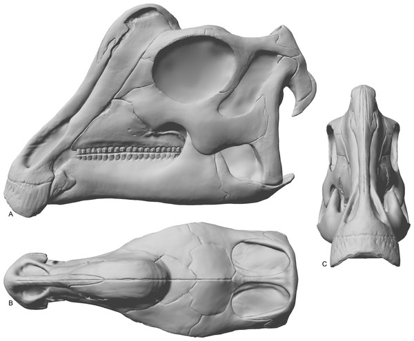 Reconstruction of the skull of Parasaurolophus sp., RAM 14000.