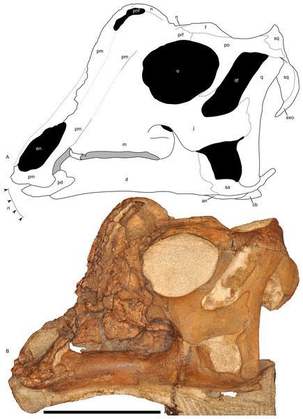 Left half of the skull of Parasaurolophus sp., RAM 14000, in lateral view.