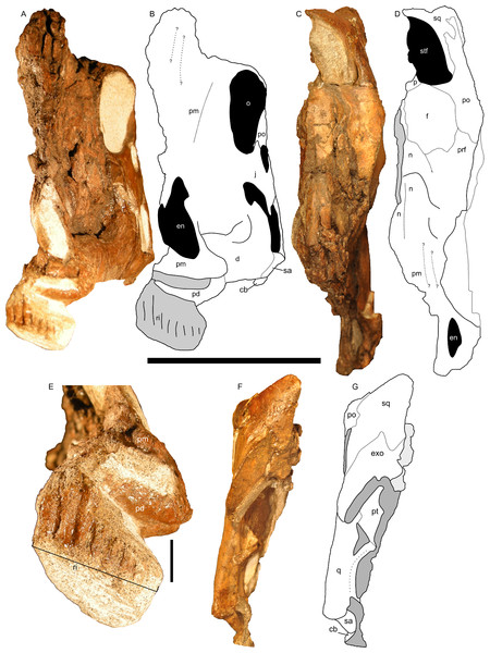 Left half of the skull of Parasaurolophus sp., RAM 14000.