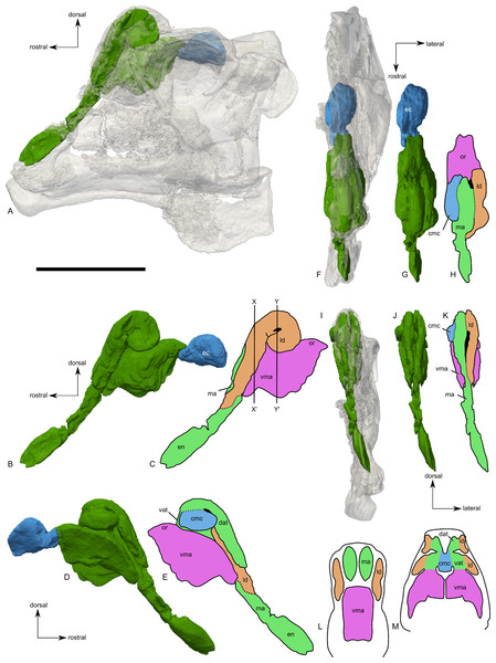 Skull of Parasaurolophus sp., RAM 14000, with digital reconstruction showing endocranial features.