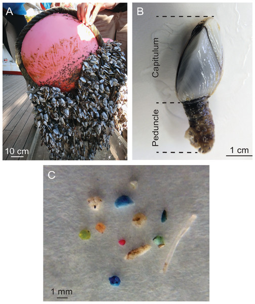 Barnacles and ingestion microplastic.
