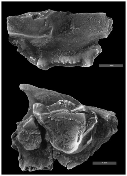 Image of fossil specimen.