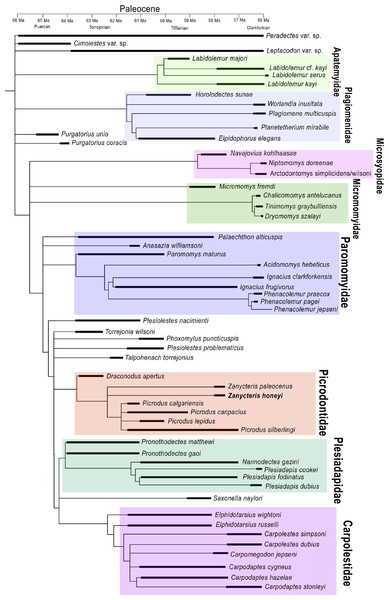 Strict consensus tree of the most parsimonious trees generated from the phylogenetic analysis.