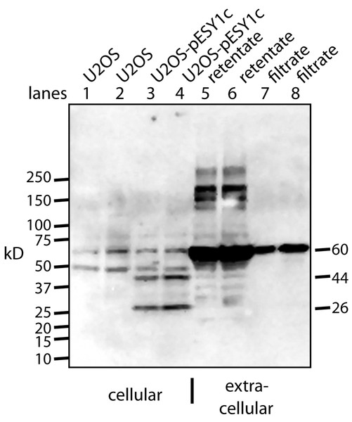 Western blot analysis of U2OS-pESY1c expression both inside and outside the cell.