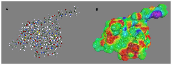 Optimized geometry and COSMO surface of the OMTKY3 protein.