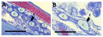 Iodine nutrition and toxicity in Atlantic cod (Gadus morhua) larvae [PeerJ]
