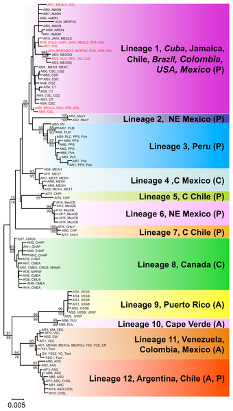 Phylogenetic relationships of native Artemia franciscana COI haplotypes.